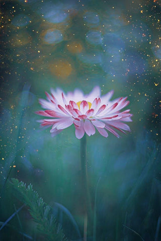 Dusk and Fireflies Black Ornate Wood Framed Art Print with Double Matting by Love Grams