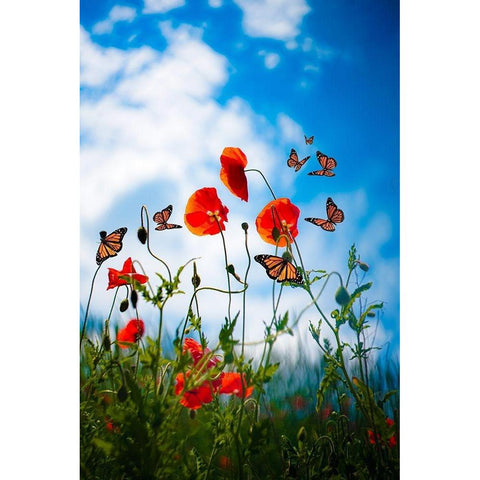 Field of Dreams Black Modern Wood Framed Art Print by Love Grams