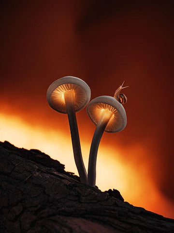 Fiery Mushrooms White Modern Wood Framed Art Print with Double Matting by Love Grams