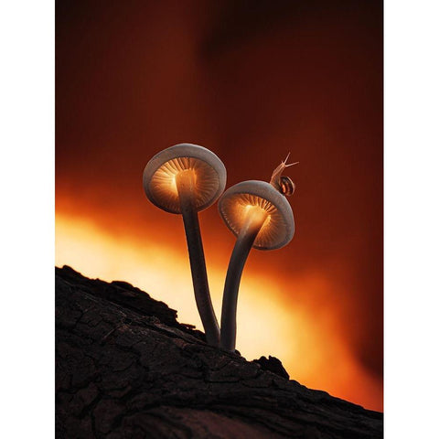 Fiery Mushrooms White Modern Wood Framed Art Print by Love Grams