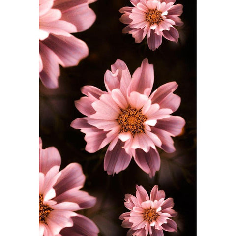Floral Pattern Black Modern Wood Framed Art Print with Double Matting by Love Grams