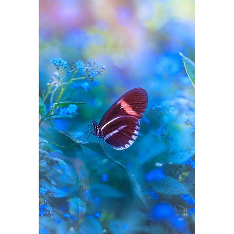 Forget Me Not White Modern Wood Framed Art Print by Love Grams