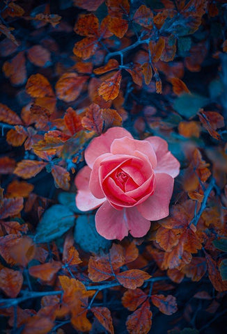 If There Be Thorns White Modern Wood Framed Art Print with Double Matting by Love Grams