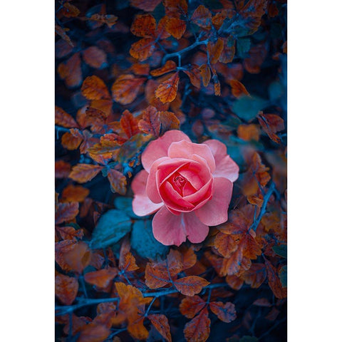 If There Be Thorns Black Modern Wood Framed Art Print by Love Grams