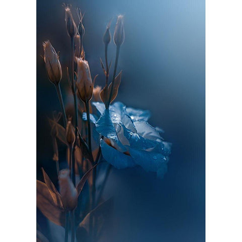 Kiss Me at Dawn White Modern Wood Framed Art Print by Love Grams