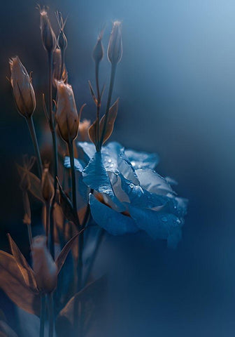 Kiss Me at Dawn White Modern Wood Framed Art Print with Double Matting by Love Grams