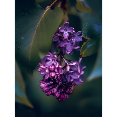 Lilacs at Dusk White Modern Wood Framed Art Print by Love Grams