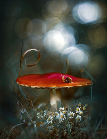 Mushroom Fantasy White Modern Wood Framed Art Print with Double Matting by Love Grams