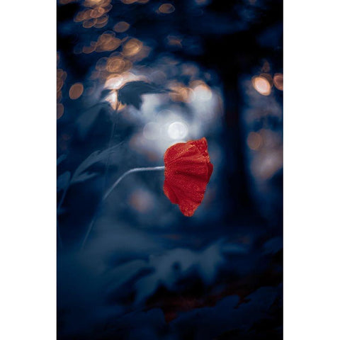 Night of the Poppy Black Modern Wood Framed Art Print by Love Grams