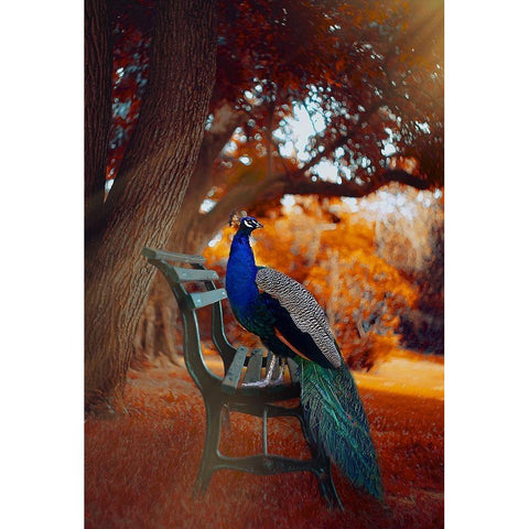 Peacock Magic White Modern Wood Framed Art Print by Love Grams