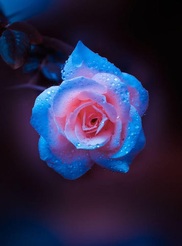 Rose Drops White Modern Wood Framed Art Print with Double Matting by Love Grams