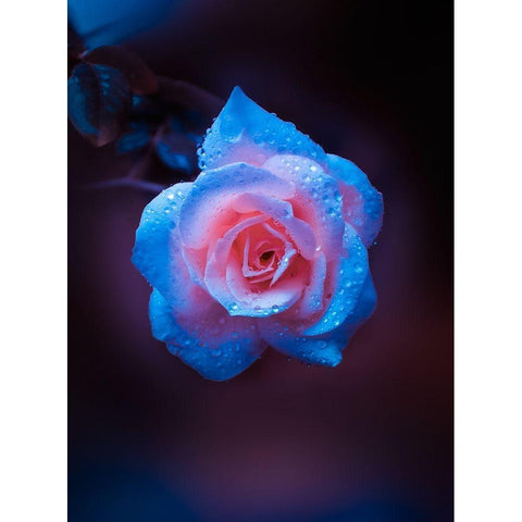 Rose Drops White Modern Wood Framed Art Print by Love Grams