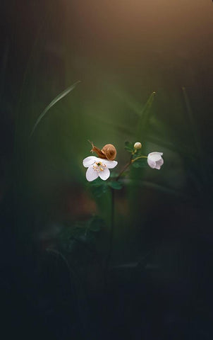 Signs of Spring Black Ornate Wood Framed Art Print with Double Matting by Love Grams