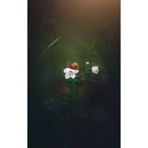 Signs of Spring White Modern Wood Framed Art Print by Love Grams