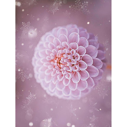 Snowflakes and Cotton Candy White Modern Wood Framed Art Print by Love Grams