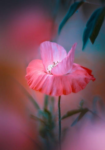 Summer Warmth Black Ornate Wood Framed Art Print with Double Matting by Love Grams