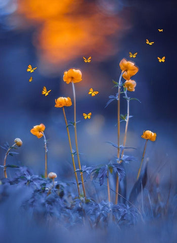 The Blue Meadow Black Ornate Wood Framed Art Print with Double Matting by Love Grams