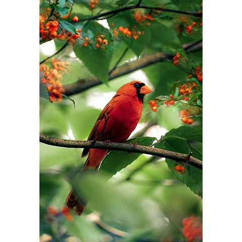 The Cardinal White Modern Wood Framed Art Print by Love Grams