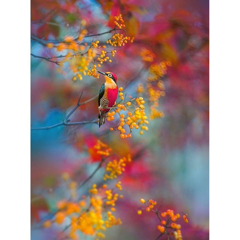 The Woodpecker Black Modern Wood Framed Art Print by Love Grams