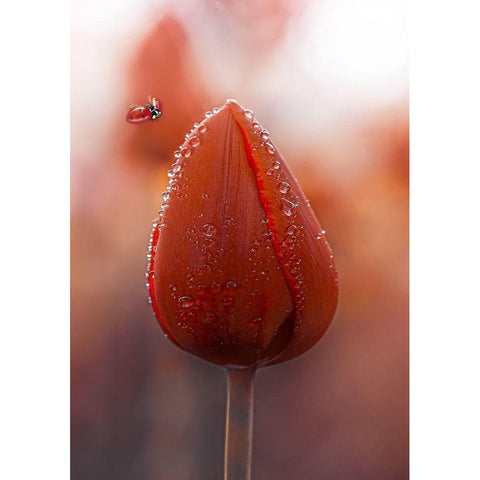 Tulips at Dawn Black Modern Wood Framed Art Print with Double Matting by Love Grams