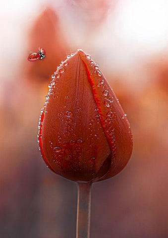 Tulips at Dawn Black Ornate Wood Framed Art Print with Double Matting by Love Grams