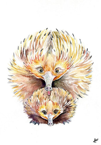 Enigmatic Echidnas White Modern Wood Framed Art Print with Double Matting by Allante, Marc