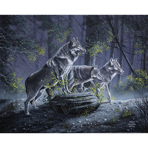 Wolf Pack White Modern Wood Framed Art Print by Harvill, Marc