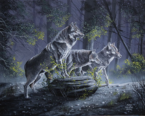 Wolf Pack White Modern Wood Framed Art Print with Double Matting by Harvill, Marc