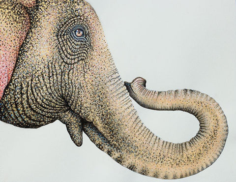 Spotted Asian Elephant 2 Black Ornate Wood Framed Art Print with Double Matting by Wickstrom, Martin