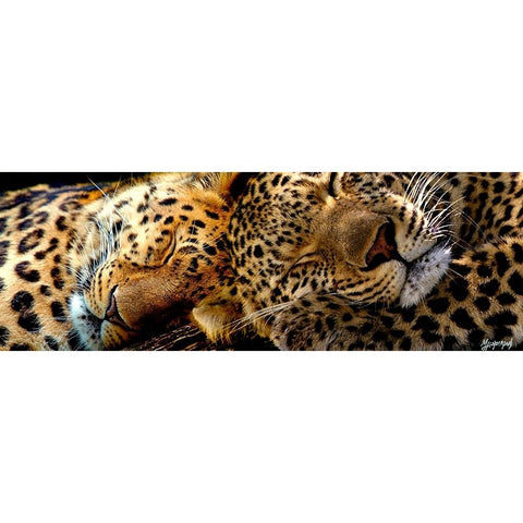 Two Sleepers Cheetahs Black Modern Wood Framed Art Print with Double Matting by Murray Henderson Fine Art