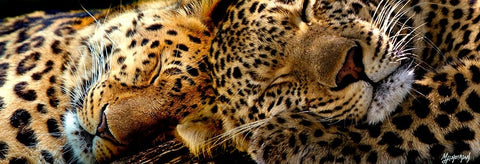 Two Sleepers Cheetahs White Modern Wood Framed Art Print with Double Matting by Murray Henderson Fine Art