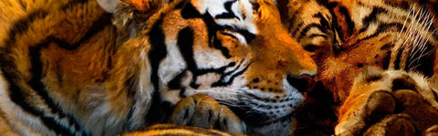 Tigers Sleep White Modern Wood Framed Art Print with Double Matting by Murray Henderson Fine Art
