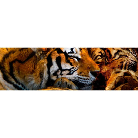 Tigers Sleep Gold Ornate Wood Framed Art Print with Double Matting by Murray Henderson Fine Art