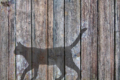 Barn Cat Shadow 5 White Modern Wood Framed Art Print with Double Matting by Murray Henderson Fine Art