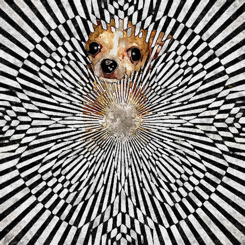 Chiwhat The White Modern Wood Framed Art Print with Double Matting by Murray Henderson Fine Art