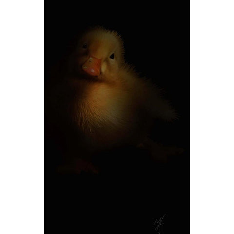 Duckling Black Modern Wood Framed Art Print by Murray Henderson Fine Art