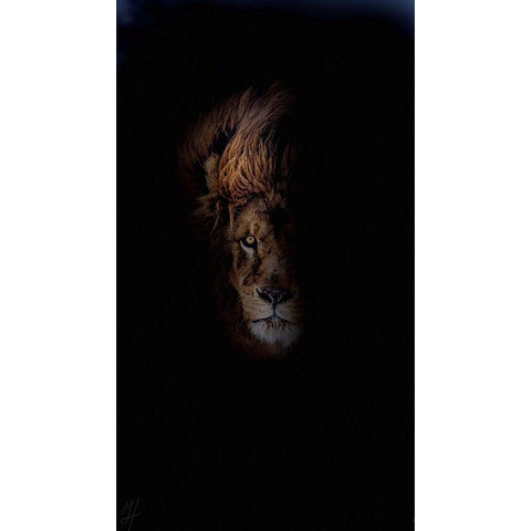 Lion White Modern Wood Framed Art Print by Murray Henderson Fine Art