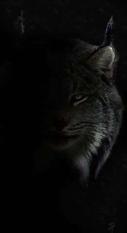 Lynx Stare White Modern Wood Framed Art Print with Double Matting by Murray Henderson Fine Art
