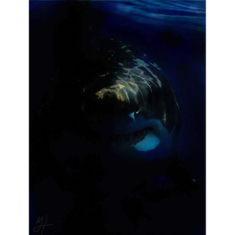 Shark Shadows (1) White Modern Wood Framed Art Print by Murray Henderson Fine Art