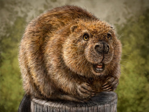 Beaver Totem White Modern Wood Framed Art Print with Double Matting by LaMontagne, Patrick