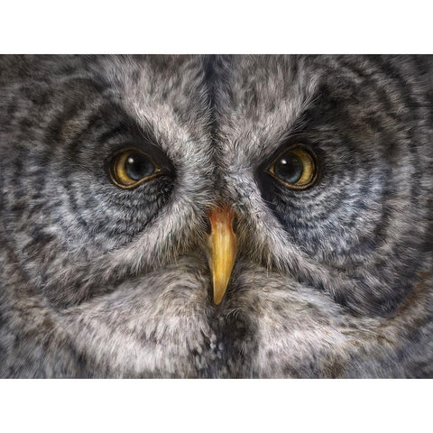 Great Grey Owl Totem White Modern Wood Framed Art Print by LaMontagne, Patrick