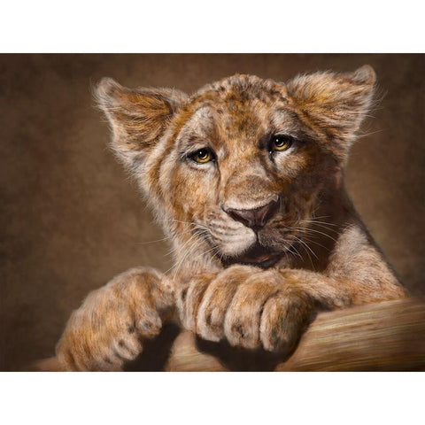 Lion Cub Black Modern Wood Framed Art Print with Double Matting by LaMontagne, Patrick