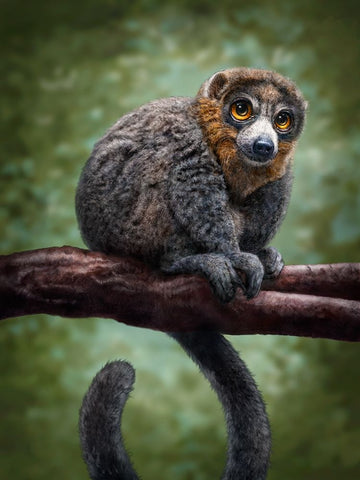 Mongoose Lemur Totem Black Ornate Wood Framed Art Print with Double Matting by LaMontagne, Patrick