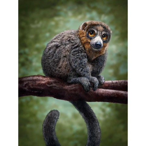 Mongoose Lemur Totem Black Modern Wood Framed Art Print with Double Matting by LaMontagne, Patrick