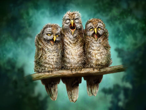 One Hoot Wonders Black Ornate Wood Framed Art Print with Double Matting by LaMontagne, Patrick