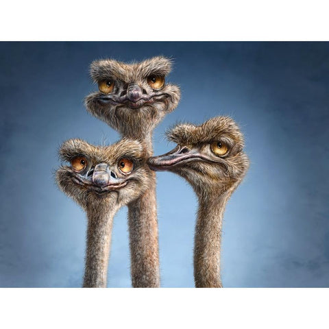 Ostrich Trio White Modern Wood Framed Art Print by LaMontagne, Patrick