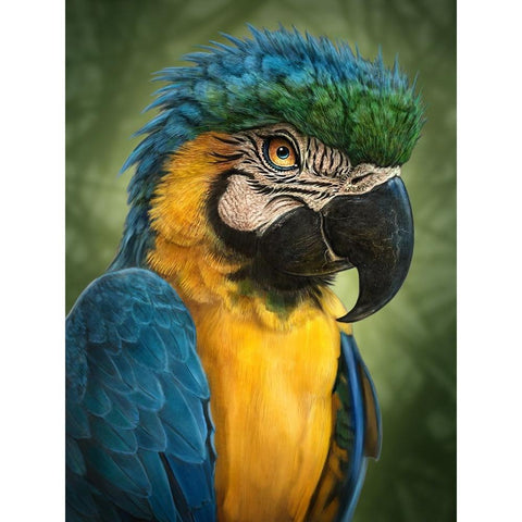 Parrot Totem Black Modern Wood Framed Art Print with Double Matting by LaMontagne, Patrick