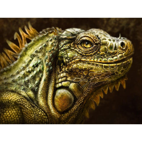 Iguana Black Modern Wood Framed Art Print with Double Matting by LaMontagne, Patrick