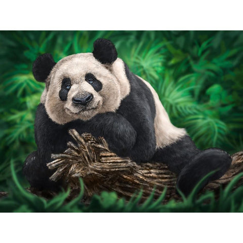 Peaceful Panda Black Modern Wood Framed Art Print with Double Matting by LaMontagne, Patrick