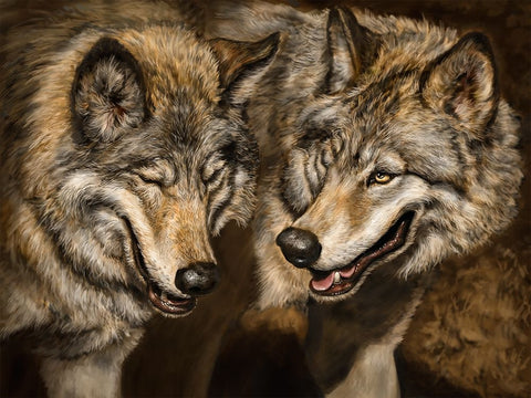 Two Wolves White Modern Wood Framed Art Print with Double Matting by LaMontagne, Patrick